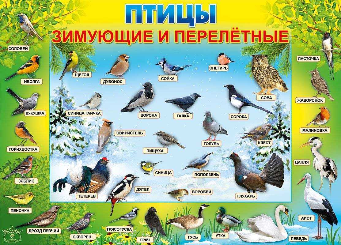 Урок 6: где зимуют птицы? - 100urokov.ru