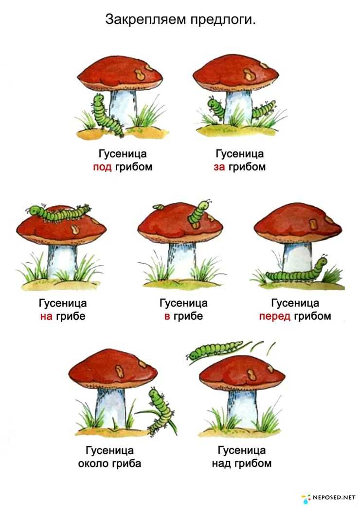 Тематический словарь в картинках грибы ягоды