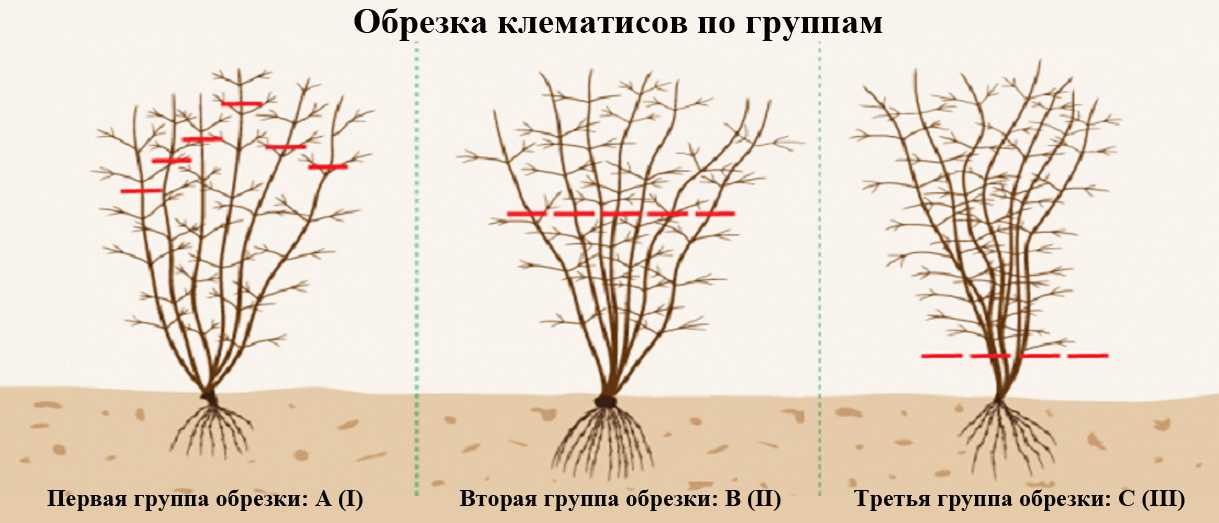 Клематис: посадка и уход в открытом грунте, выращивание и размножение сорта, фото, сочетание в ландшафтном дизайне