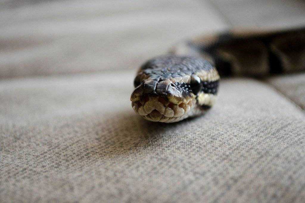 К чему снятся змеи? — ответы самых популярных сонников