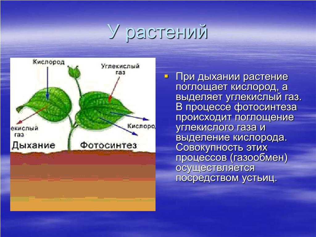 Когда на земле исчезнет кислород и к чему это приведет? - hi-news.ru