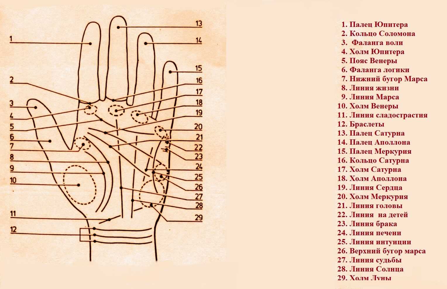 7 типов рук — классификация и руководство с разъяснениями