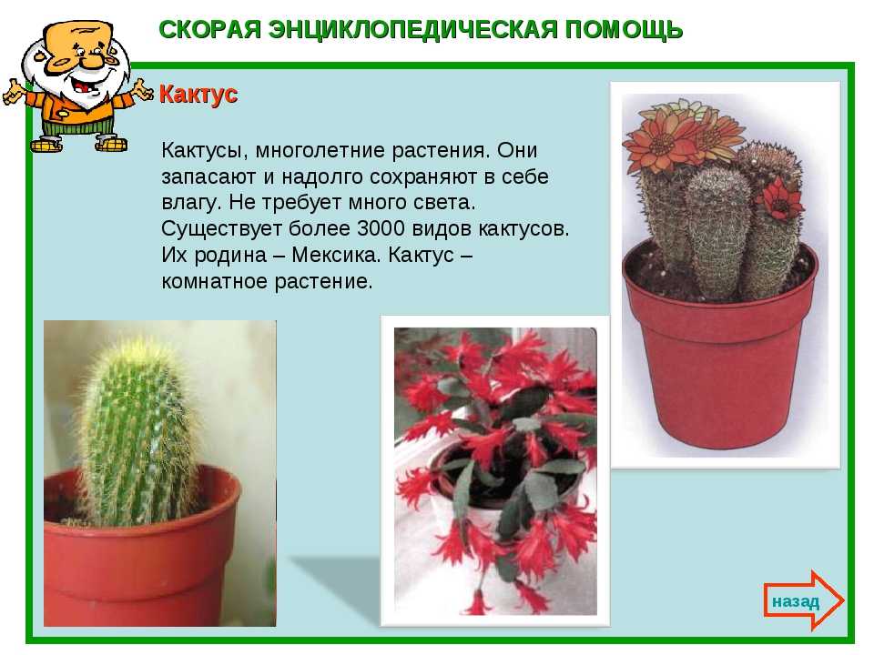 Размножение кактусов: как рассадить цветок «детками» и что делать, если растение не приживается?