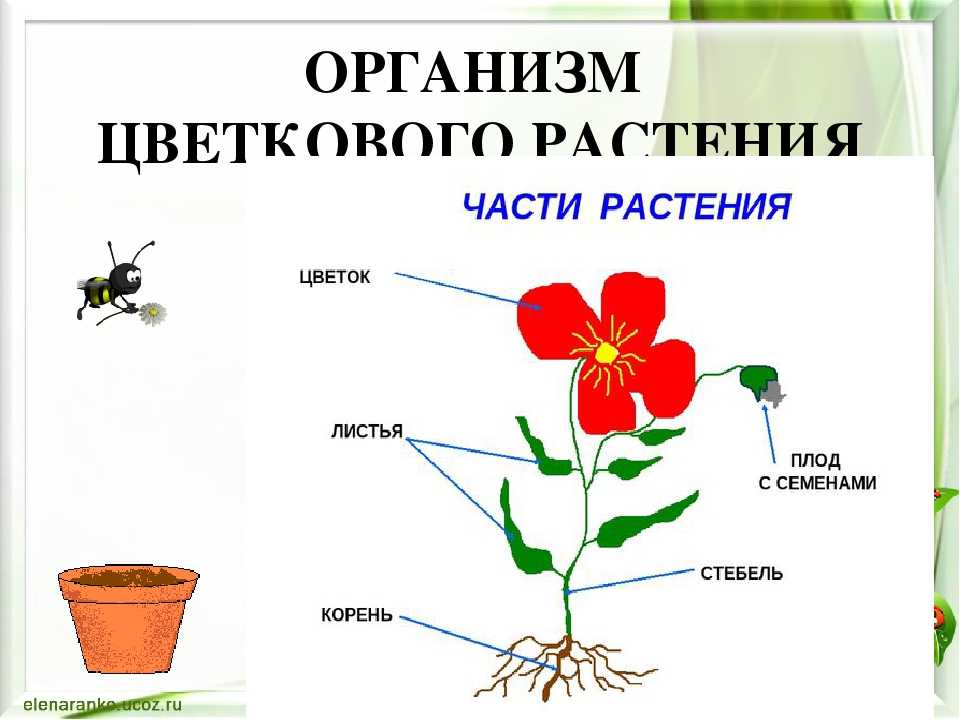Части растений для детей: схемы и картинки