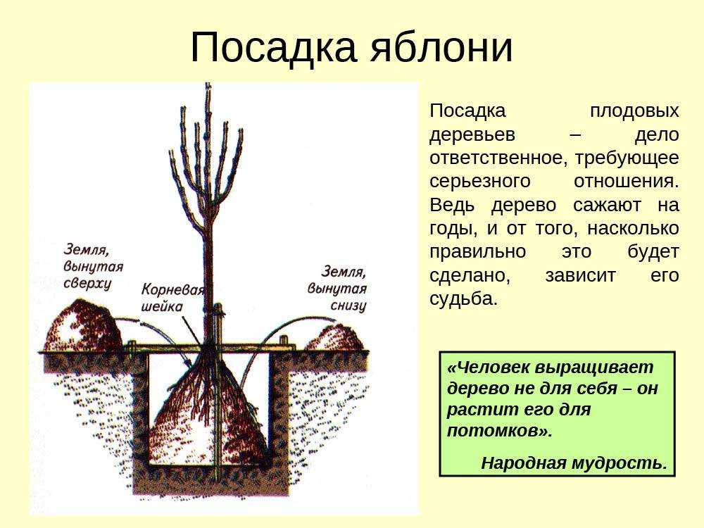 Схема посадки плодовых деревьев и кустарников на участке по совместимости