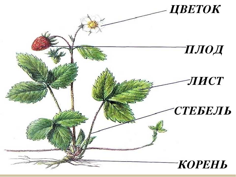 Рассказы русских классиков о растениях детям