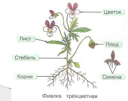 Растения. изучаем мир растений