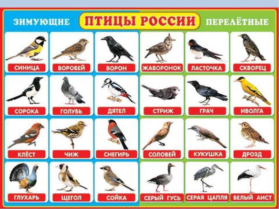Зимующие птицы россии