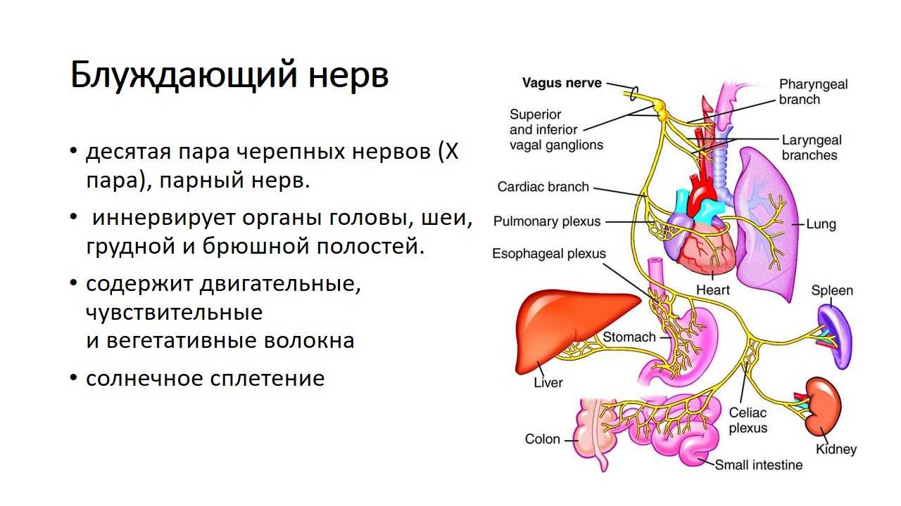 Книга блуждающий нерв. Блуждающий нерв 1 Нейрон. Блуждающий нерв nervus Vagus. Раздражение блуждающего нерва секрецию желудочного сока. Блуждающий нерв грудной отдел схема.