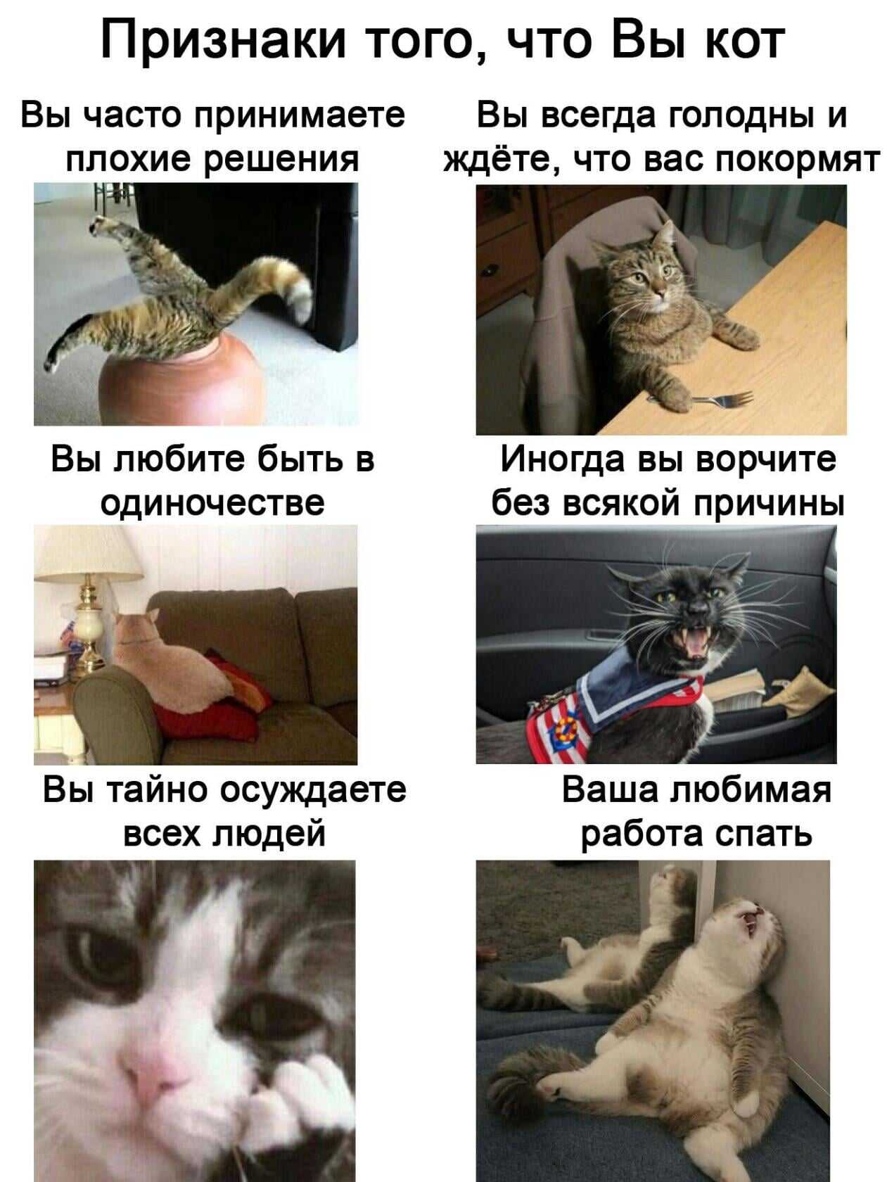 Как понять что кошка тебя любит
