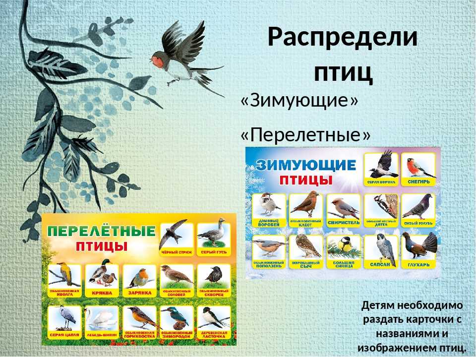 Перелетные птицы картинки с названиями для детей 2 класса