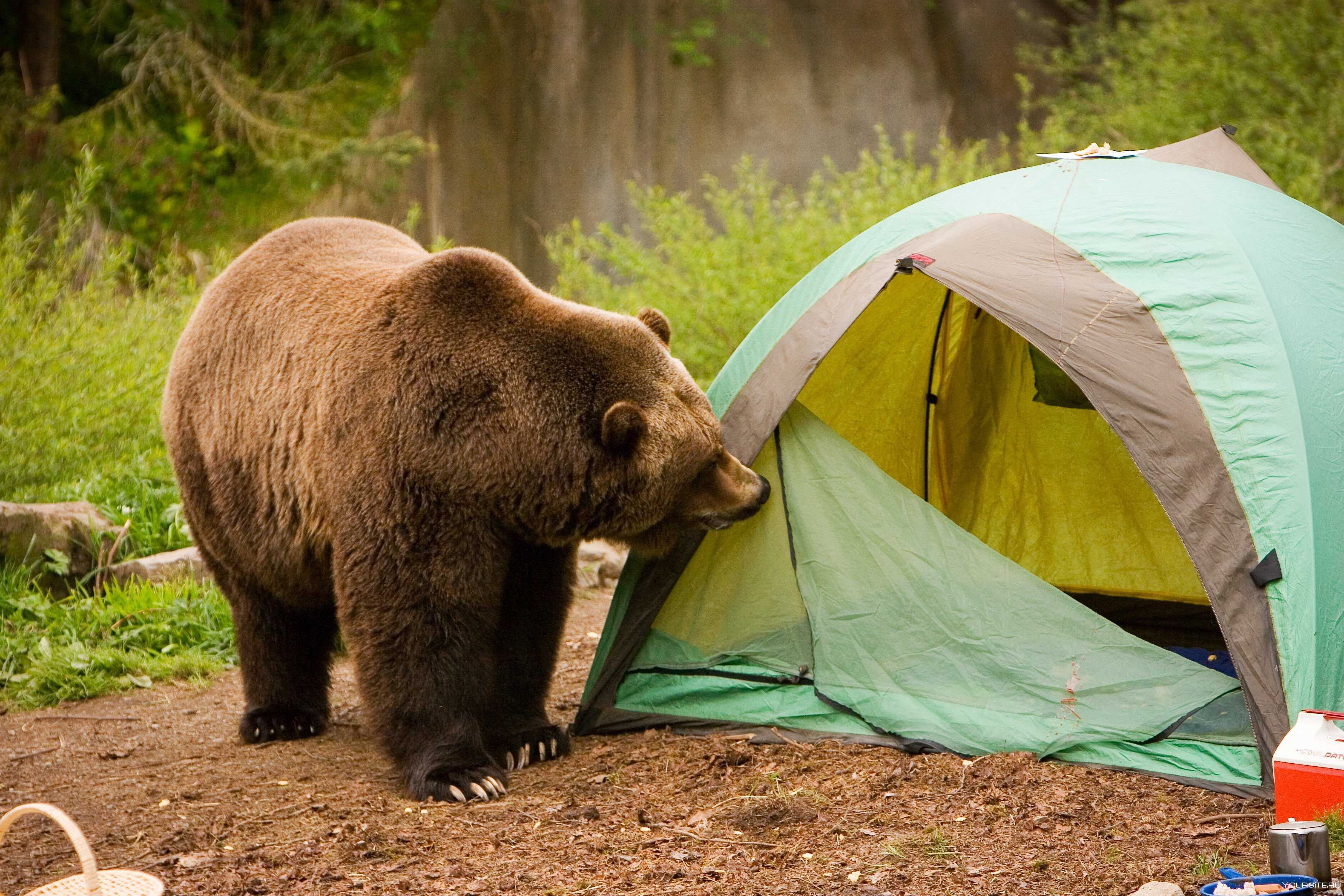 Как вести себя дикими животными. Медведь в походе. Медведь в палатке. Медведь около палатки. Медведь в лесу.