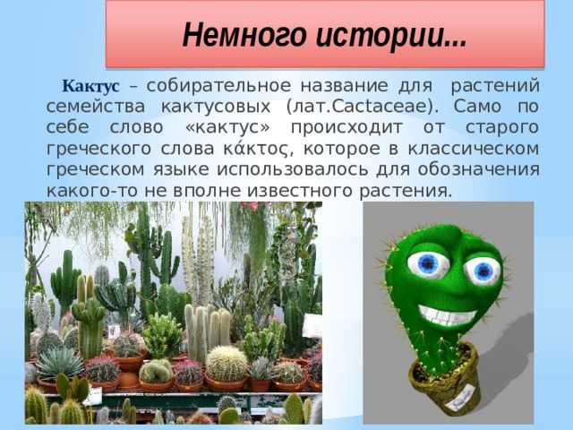 Виды и разновидности домашних кактусов с фото — названия, описания, уход