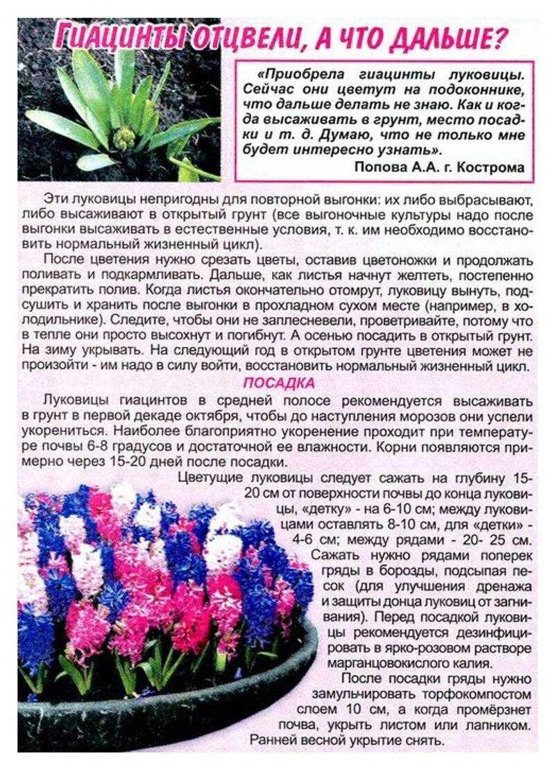 Гиацинт цветущий в горшке: как ухаживать после покупки и цветения