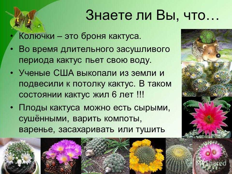 Интересные факты о кактусах: топ-10