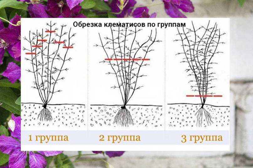 Клематисы - посадка и уход в открытом грунте для новичков