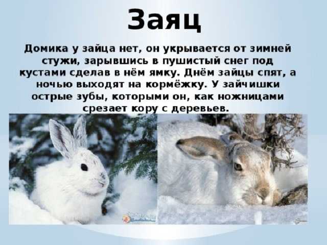 Следы зайцев на снегу: как выглядят, особенности зимней охоты на зайца