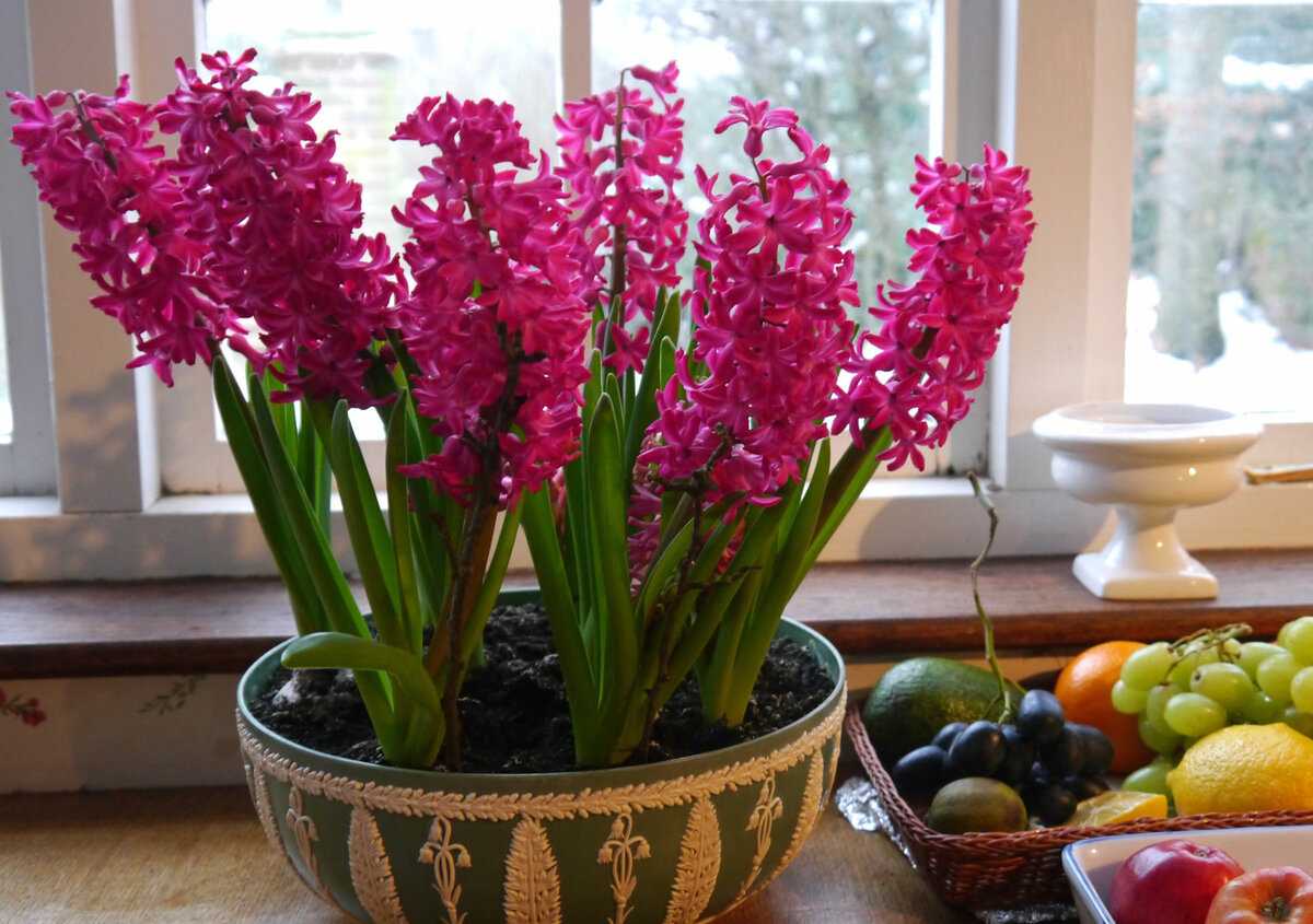 Цветок гиацинт уход в домашних фото
