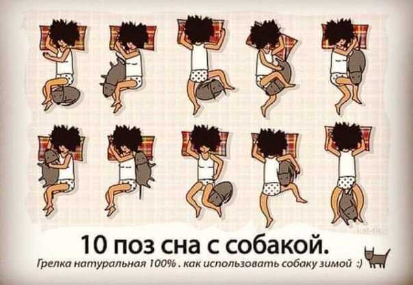 Что означает поза, в которой спит ваша собака