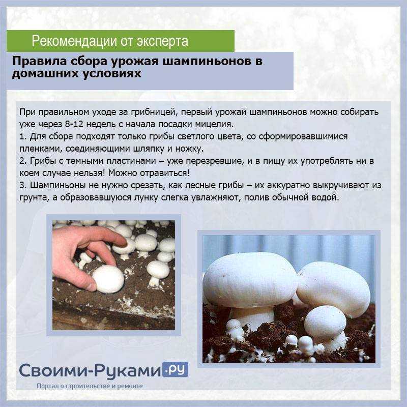 Выращивание шампиньонов – дело требующее четкого соблюдения определенных правил, верного выбора места разведения грибов, приобретения качественной грибницы, дезинфекция, грамотного приготовления субстрата, поддержания влажности и температурного режима