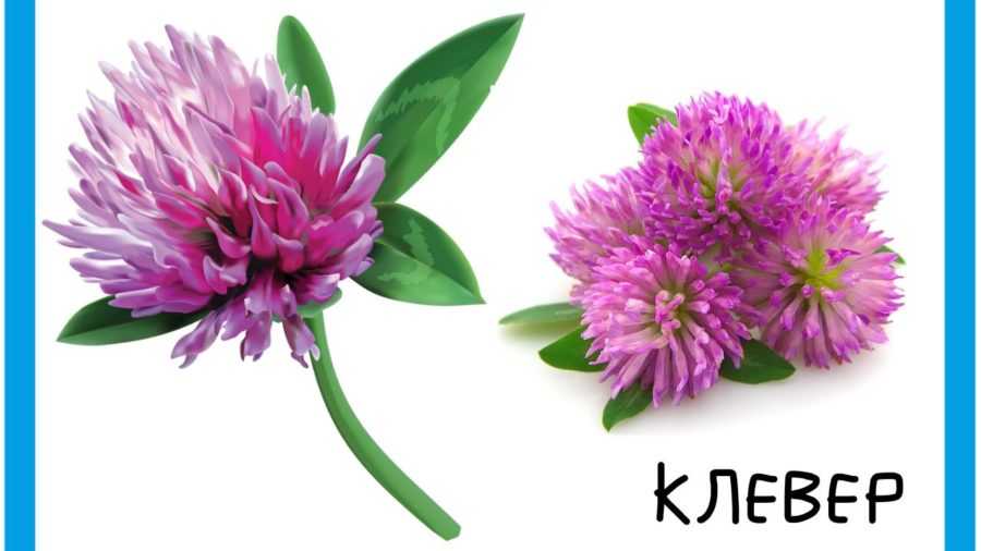 Клевер василек. Одуванчик Василек для детей. Ромашка колокольчик Василек. Одуванчики, лютики, Клевер. Клевер одуванчик Василек Жаворонок ящерица Шмель.