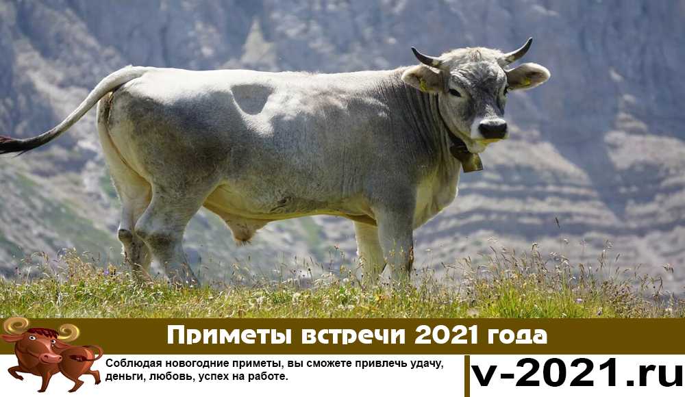 Как встретить новый год 2022 тигра правильно: приметы, как угодить символу года