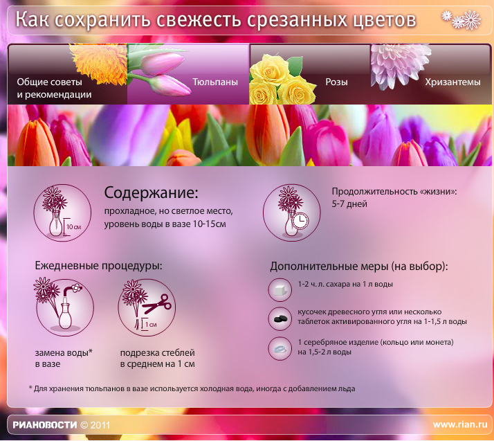 Продлеваем жизнь срезанным розам — способы сохранения цветов в вазе на долго и свежими