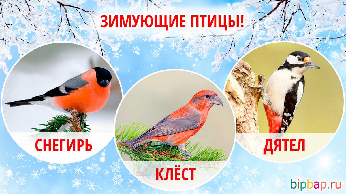 Птицы зимой окружающий мир. какие птицы остаются зимовать. как зимующие птицы готовятся к зиме. кормушки для птиц своими руками из подручных материалов. * vsetemi.ru