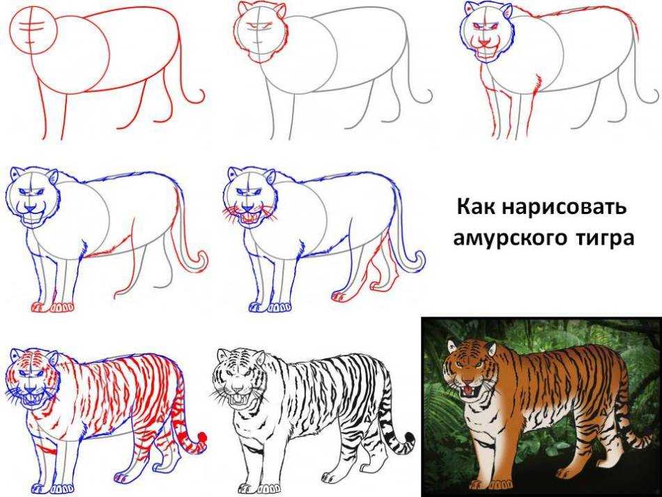 Как нарисовать тигра - символа 2022 года