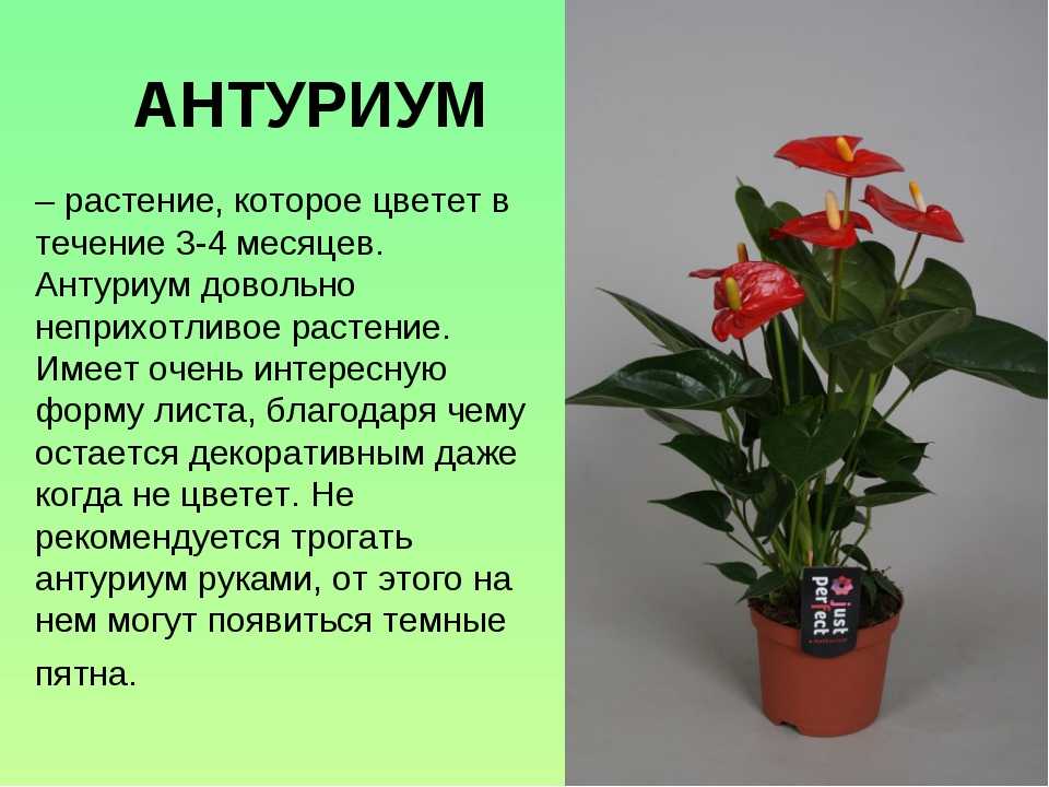 Антуриум: уход в домашних условиях, особенности выращивания цветка