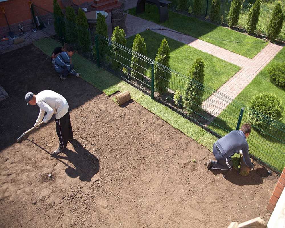 Как правильно посеять газонную траву: руководство по начальному этапу создания газона на даче.