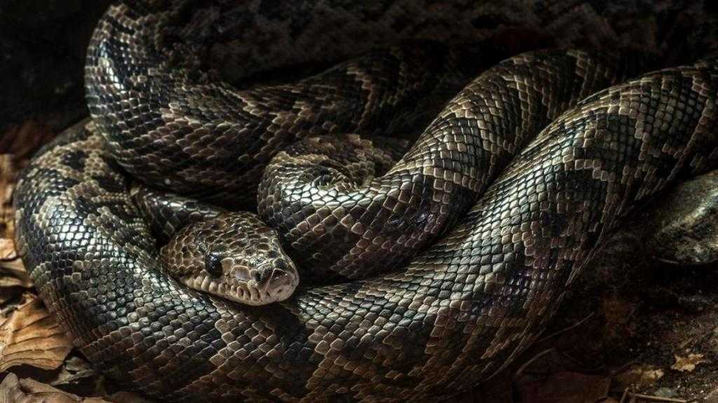 К чему может сниться змея — что значит такое событие согласно соннику?