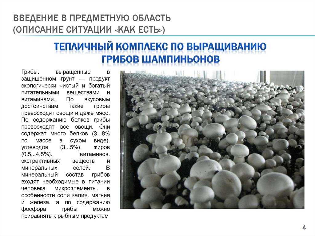 Как вырастить шампиньоны в домашних условиях? технология выращивания шампиньонов :: syl.ru