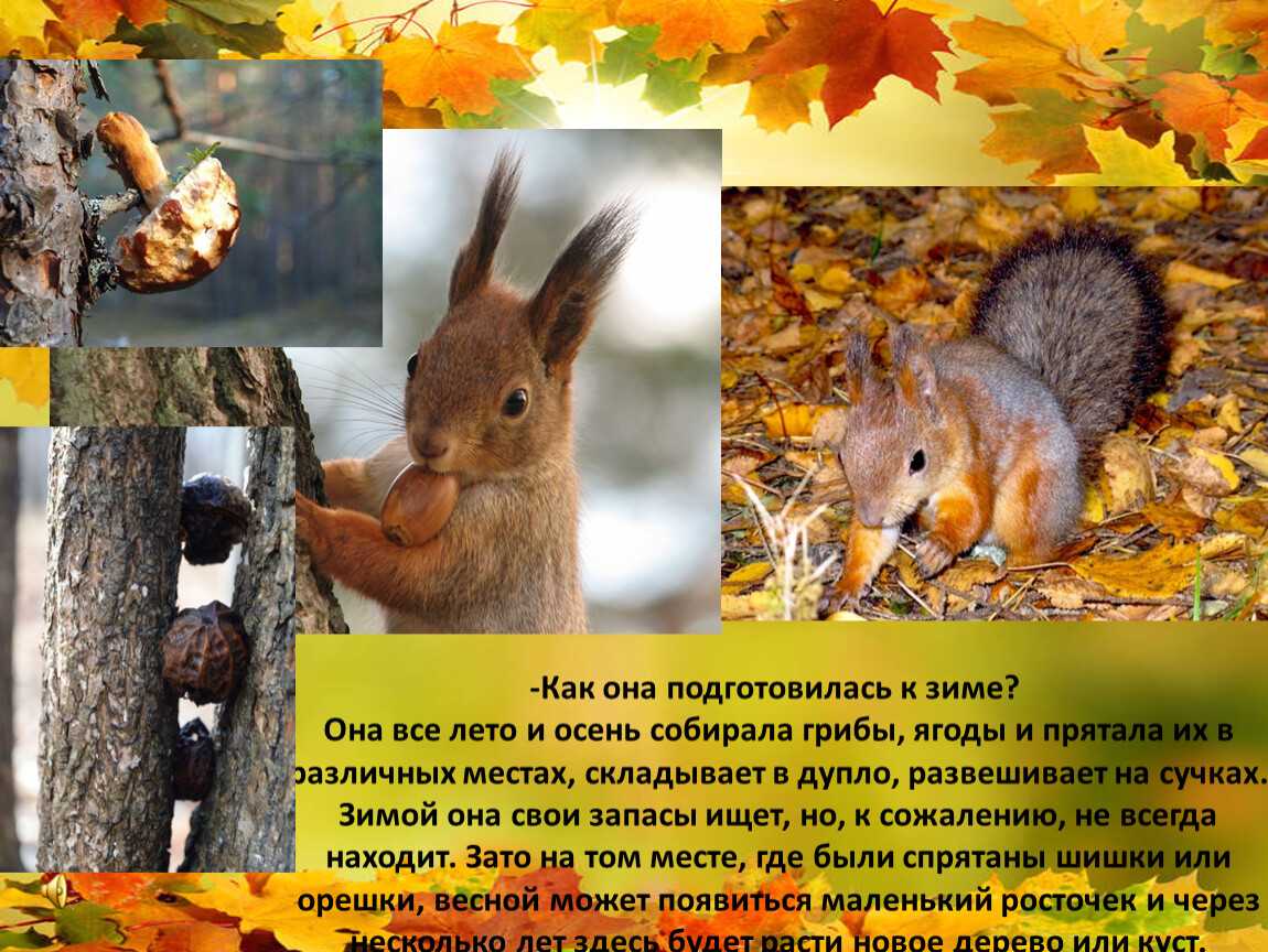 Про животных осенью – . , - . - club-detstvo.ru - центр искусcтв и творчества марьина роща