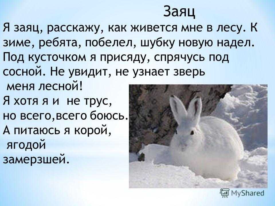 Заяц описание для детей. Заяц для презентации. Описание зайца. Заяц презентация для детей. Рассказать о зайце.