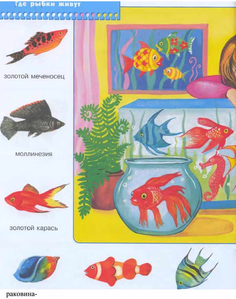 Аквариумные рыбки для дошкольников. Школа семи гномов 2-3 года. Домашние питомцы. Аквариумные рыбы для детей дошкольного возраста. Рыбы занятие для дошкольников. Рыбки средняя группа.