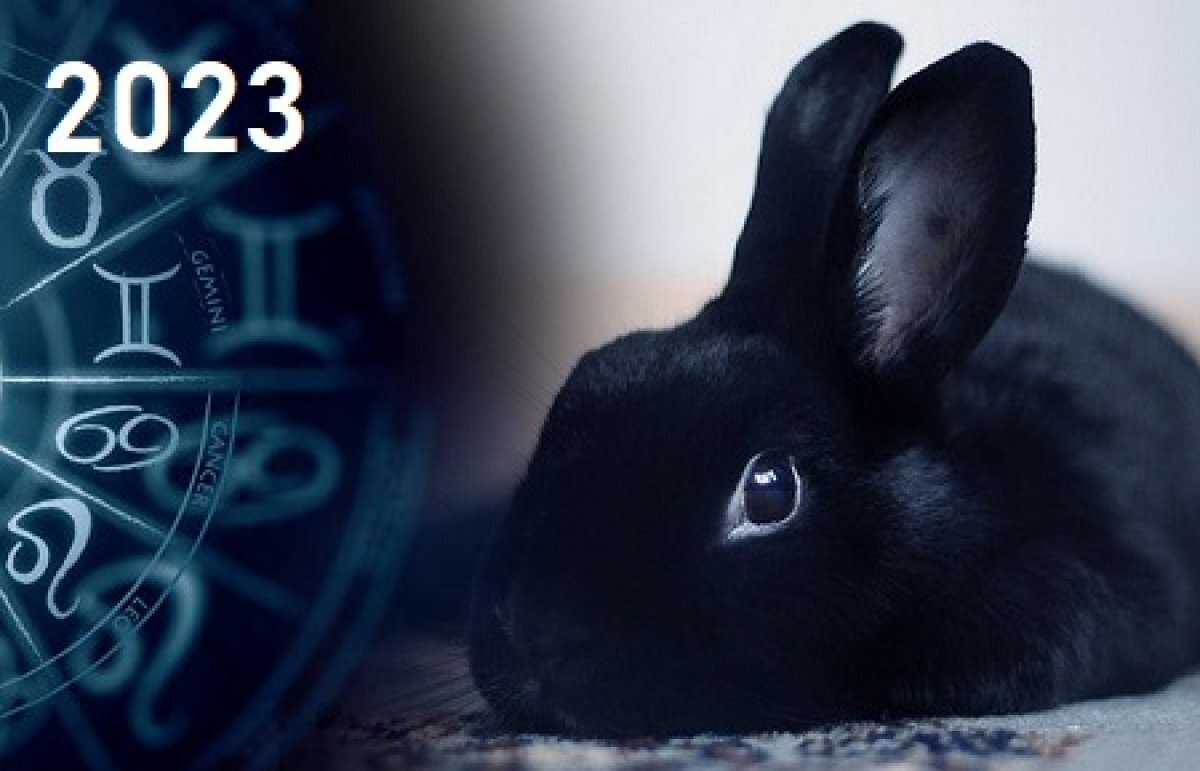Черный водяной кролик (кот) как символ 2023 года: каким будет и в чем встречать: новости, новый год, приметы, одежда, кролик, удача, праздники