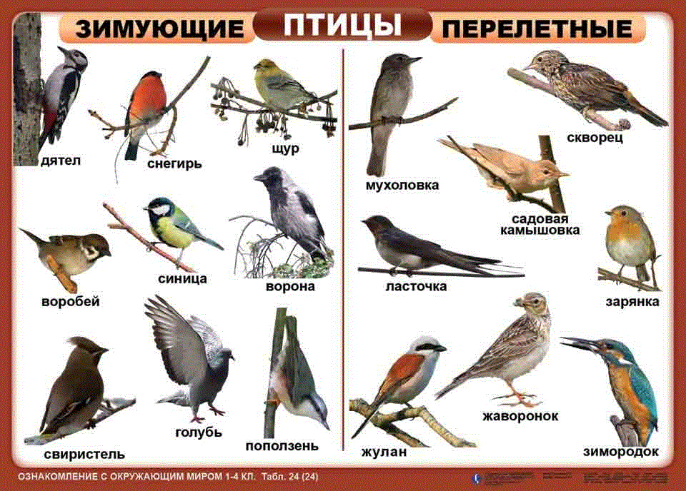 Зимующие и перелетные птицы для дошкольников картинки