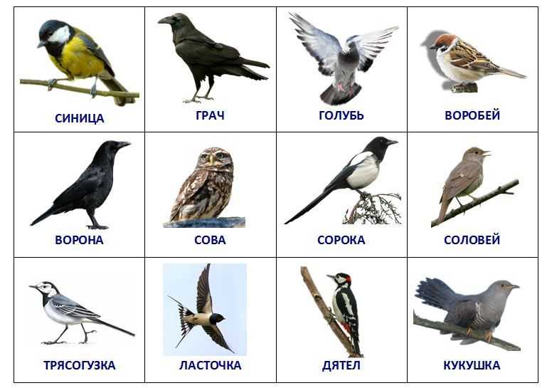 Группы птиц зимующие: особенности строения, разновидности, подкормка зимой | tvercult.ru