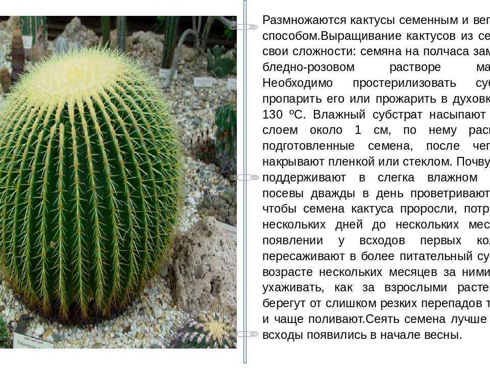 10 интересных фактов о кактусах