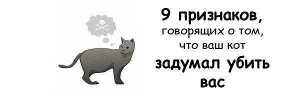 Чего больше всего боятся кошки? основные страхи кошек