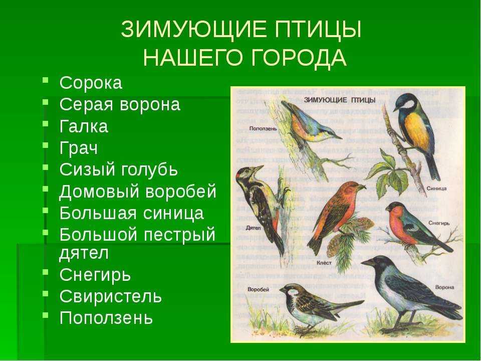 Городские перелетные птицы фото с названиями