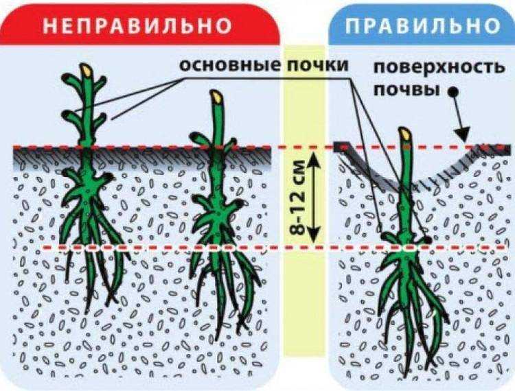 Как сажать клематис весной в открытый грунт пошагово с фото