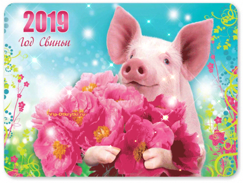 Новый 2019 год свиньи: в чем встречать, что приготовить, что подарить