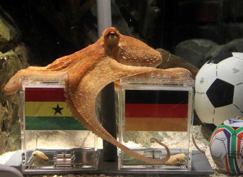 Животные которые угадывают счеты футбольных матчей. что умеют предсказывать животные? осьминог пауль – знаменитый спортивный предсказатель