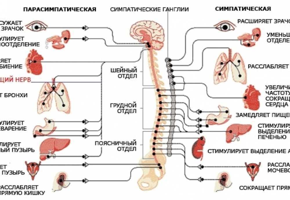 Блуждающий нерв парасимпатическая нервная. Блуждающий нерв иннервация сердца схема. Строение и функции вегетативной нервной системы таблица. Парасимпатический отдел вегетативной нервной системы схема. Блуждающий нерв иннервация ЖКТ.
