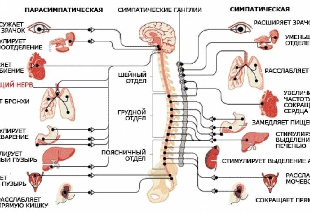 Блуждающий нерв парасимпатическая нервная