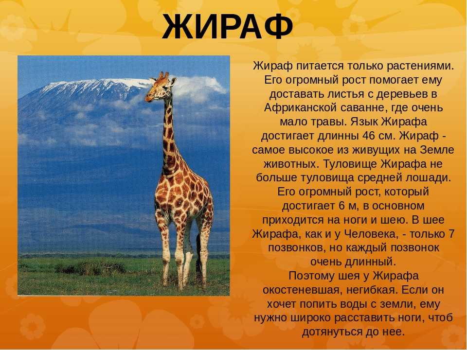 Интересные факты про животных презентация