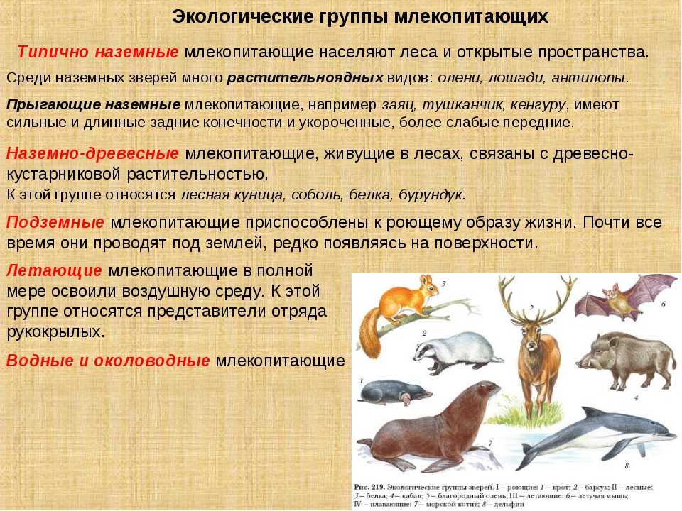 20 видов животных, вымерших в результате человеческой деятельности – zagge.ru