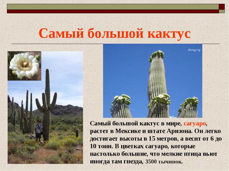 Страна кактусов: откуда родом растение и как оно попало в российские широты